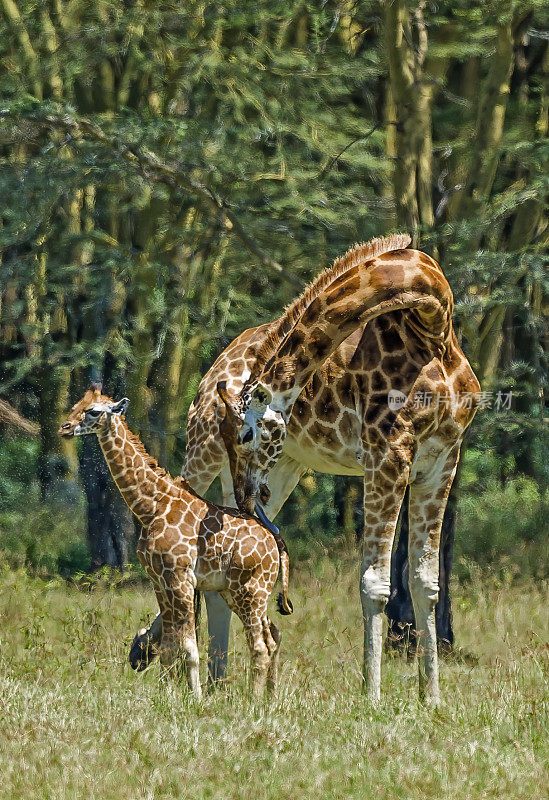 罗斯柴尔德长颈鹿(Giraffa camelopardalis rothschildi)是最濒危的长颈鹿亚种之一，野生长颈鹿只有几百只。纳库鲁湖国家公园，肯尼亚。母鲸和幼鲸。梳理。